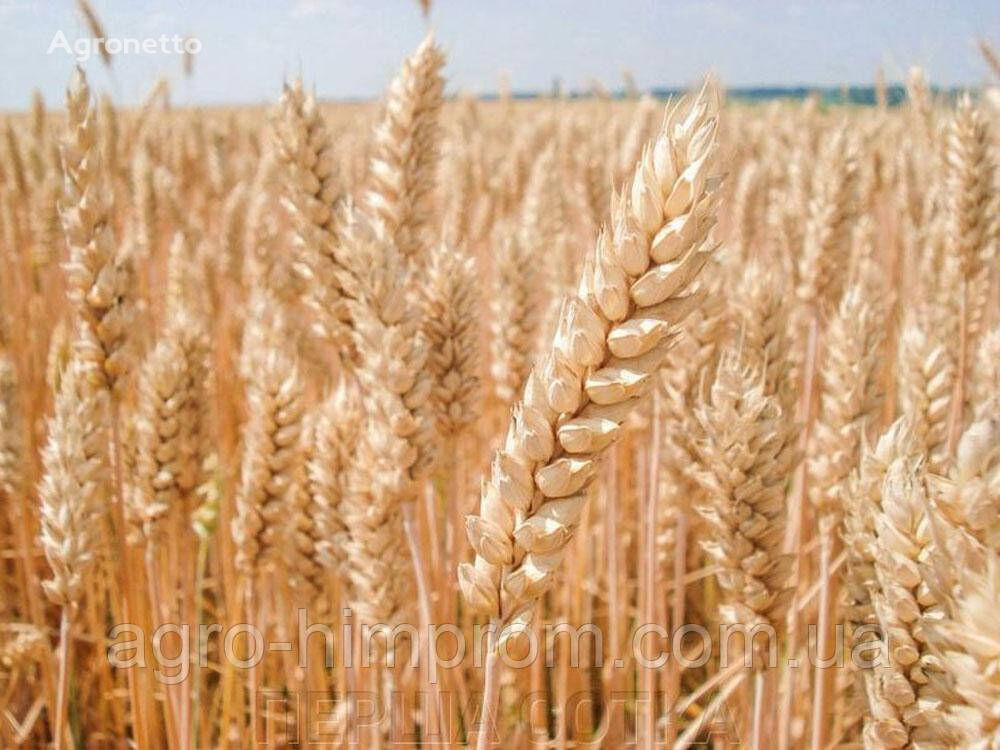 Озимая пшеница Фабиус СН-1