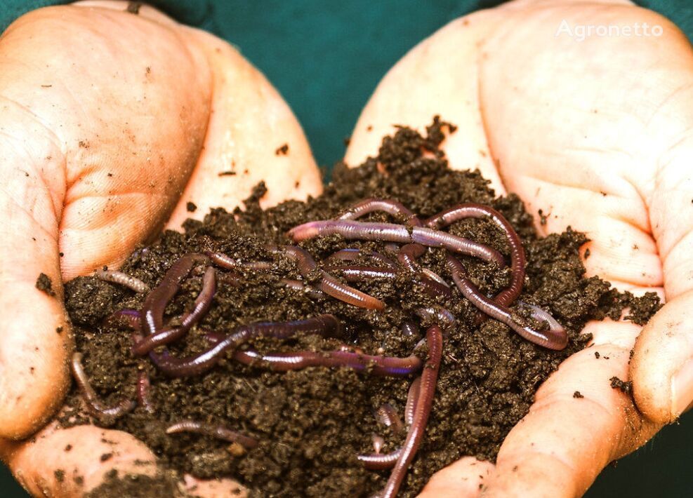 Вы можете использовать нашего высококачественного красного калифорнийского червя для выращивания удобрения из червей